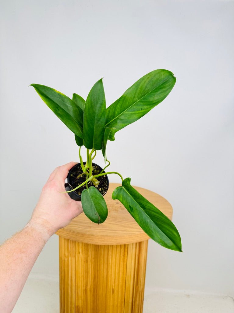 Philodendron Bette Waterbury - Big Ears 69686 | Uprooted