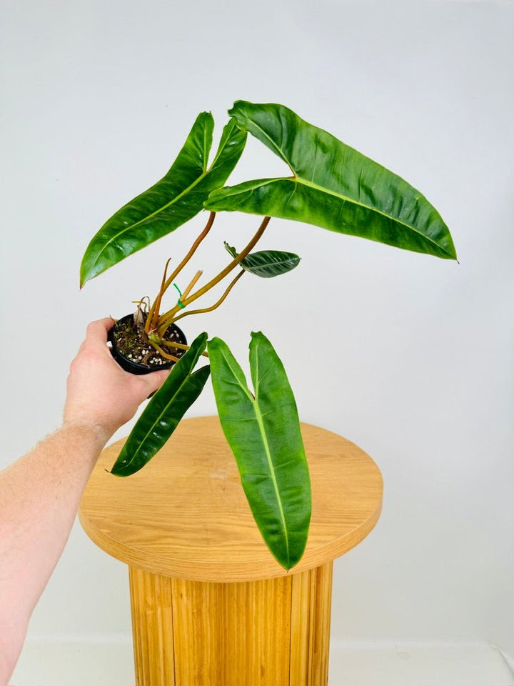 Philodendron Billietiae | Uprooted