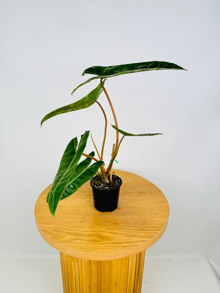 Philodendron Billietiae | Uprooted