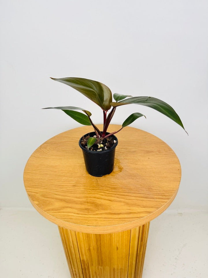 Philodendron Black Knight | Uprooted