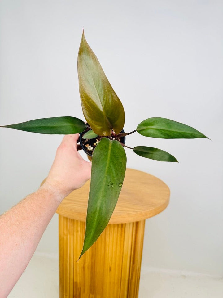 Philodendron Black Knight | Uprooted