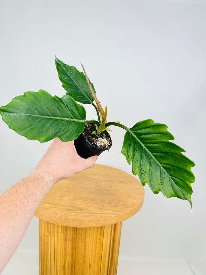 Philodendron Choco Empress | Uprooted