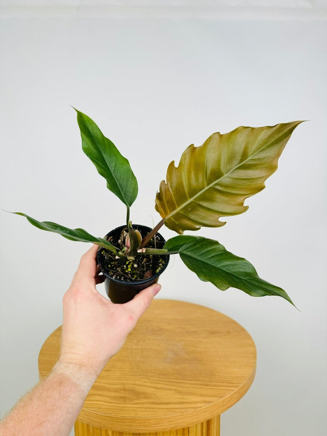 Philodendron Choco Empress | Uprooted