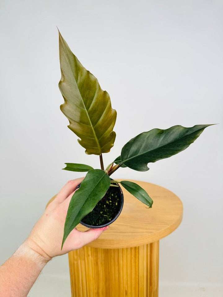 Philodendron Choco Empress | Uprooted