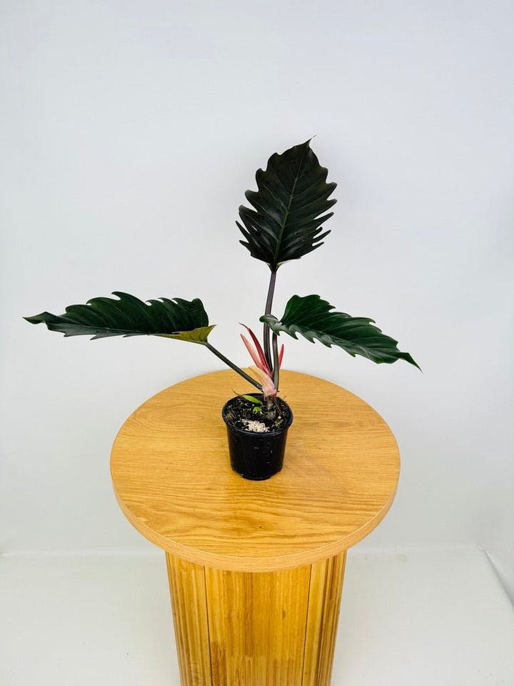 Philodendron Choco Empress | Uprooted