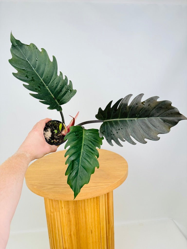 Philodendron Choco Empress | Uprooted