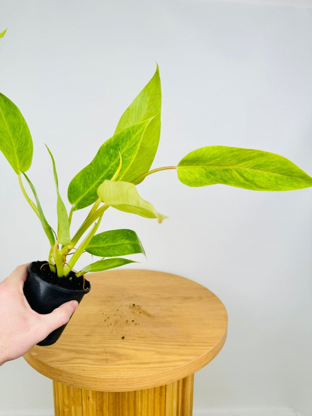 Philodendron Erubescens - Lemon Twist | Uprooted