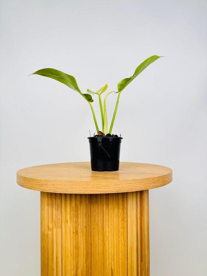 Philodendron Erubescens - Lemon Twist | Uprooted