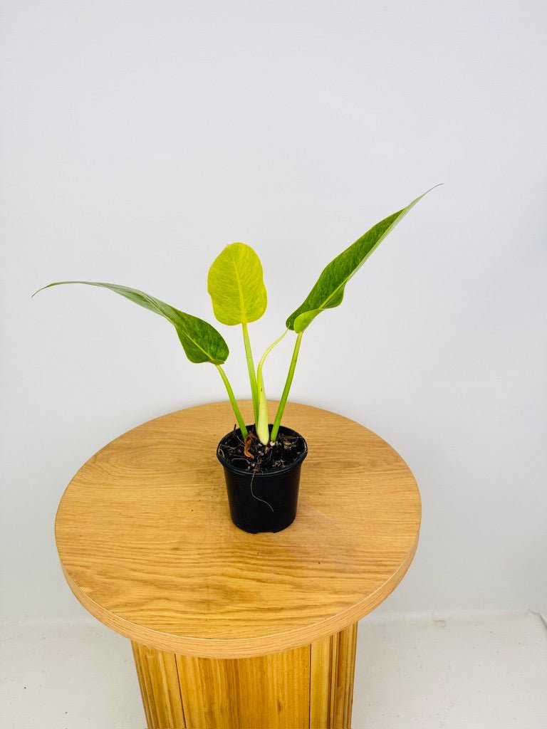 Philodendron Erubescens - Lemon Twist | Uprooted