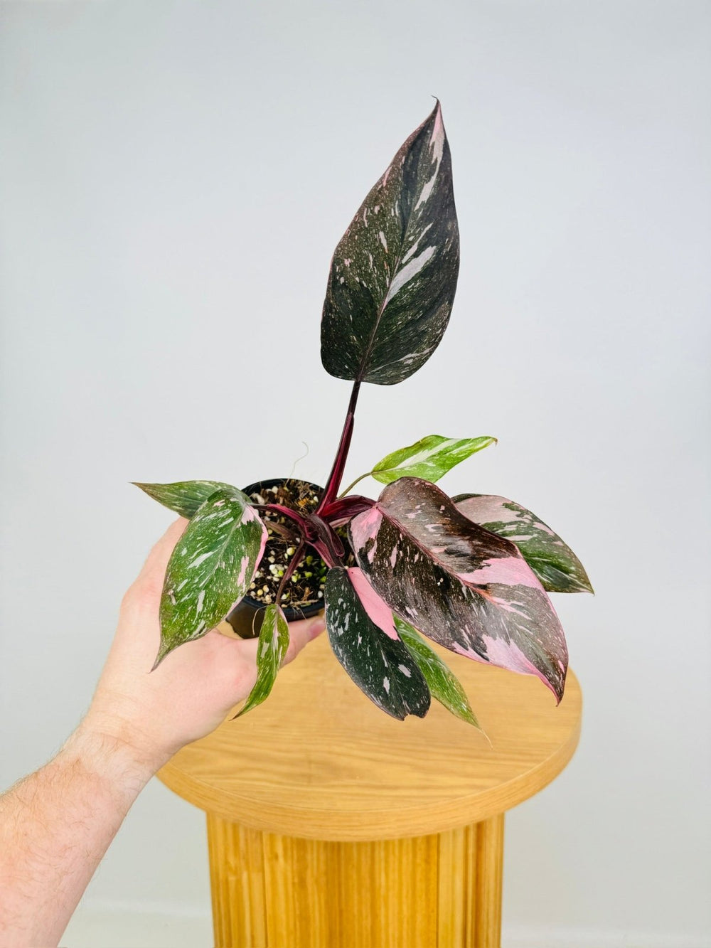 Philodendron Erubescens - Pink Princess Galaxy | Uprooted