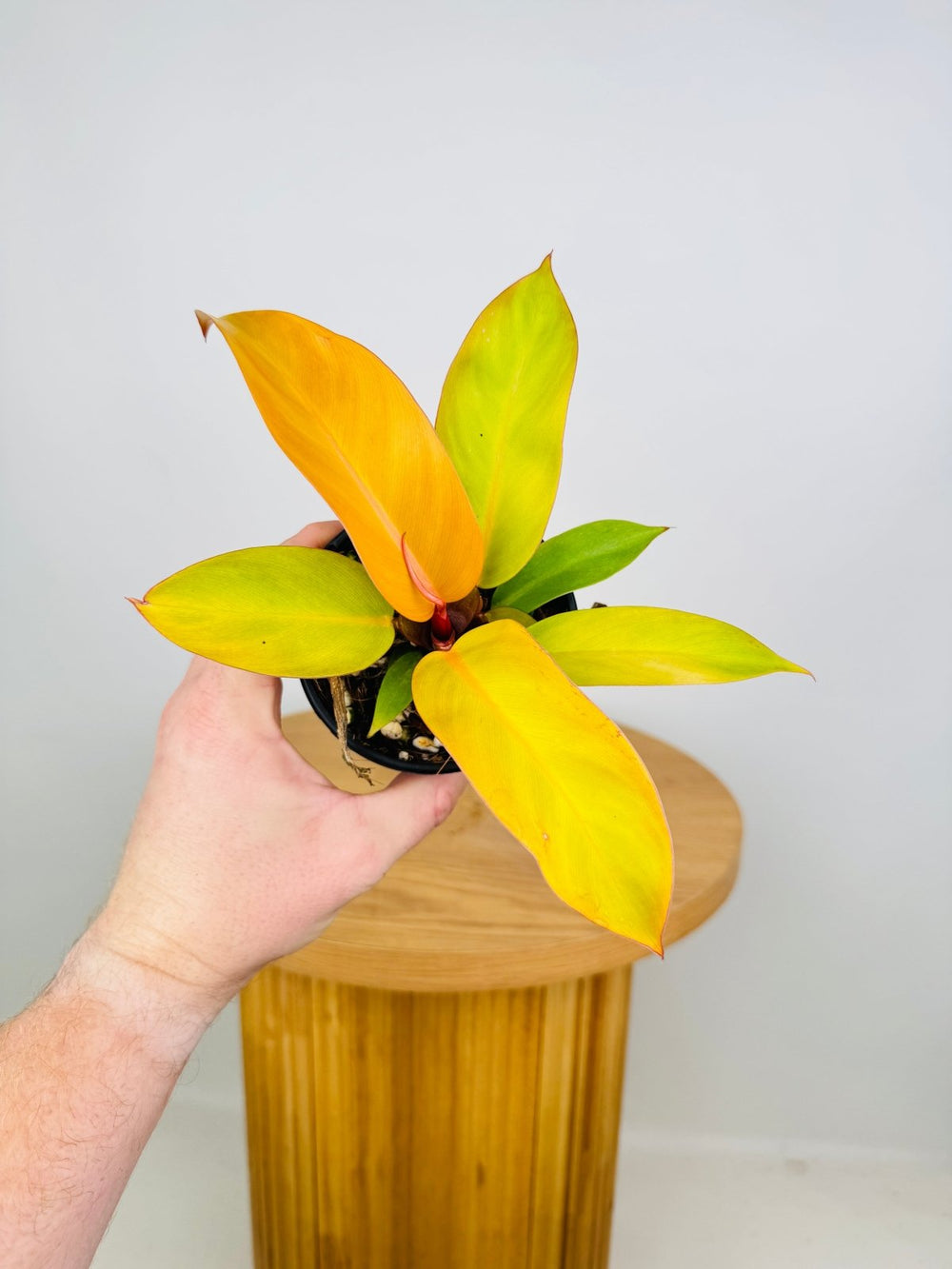 Philodendron Erubescens - Prince of Orange | Uprooted