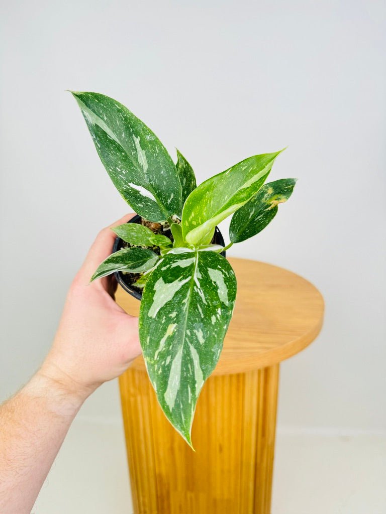 Philodendron Erubescens - White Princess | Uprooted