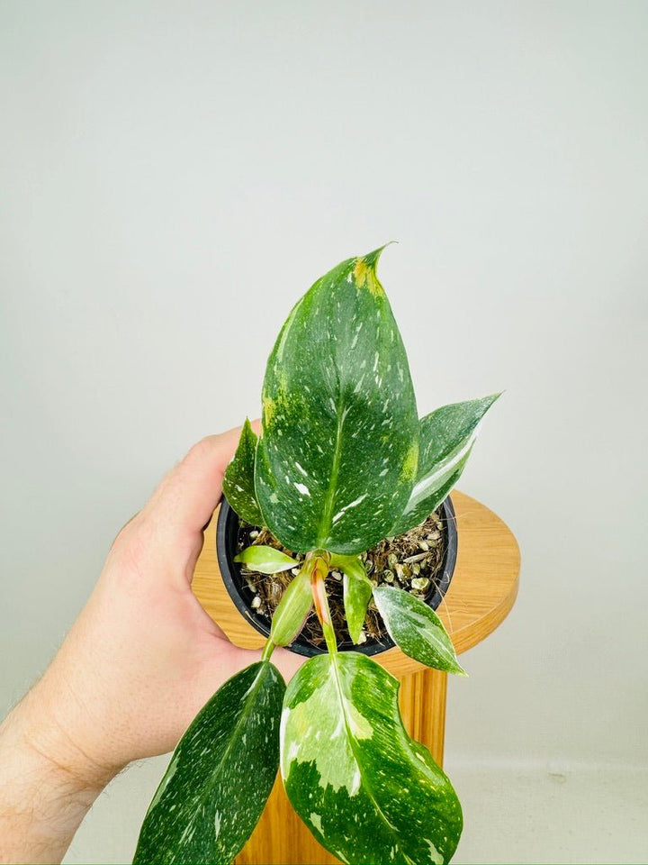 Philodendron Erubescens - White Princess | Uprooted