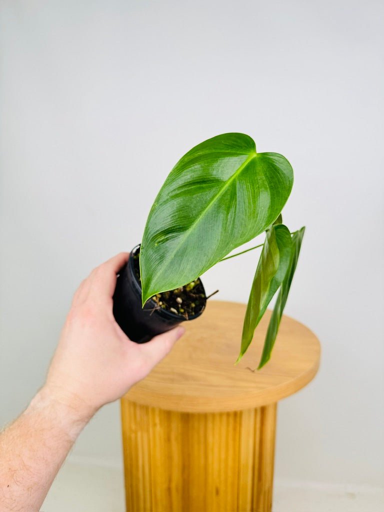 Philodendron Esmeraldense | Uprooted