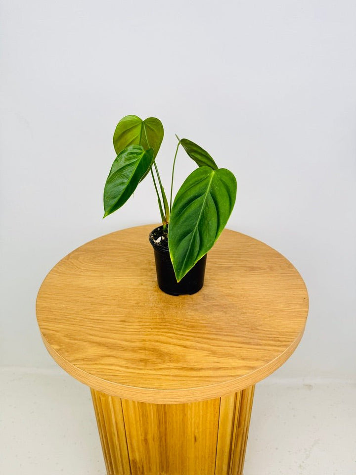 Philodendron Esmeraldense | Uprooted