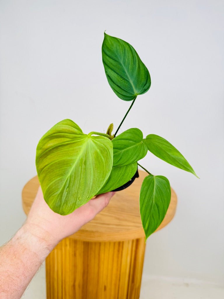 Philodendron Fuzzy Petiole | Uprooted