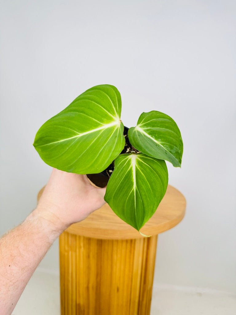 Philodendron Gloriosum | Uprooted