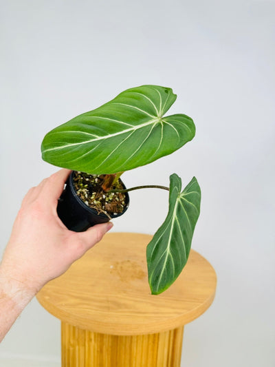 Philodendron Gloriosum - White Vein | Uprooted