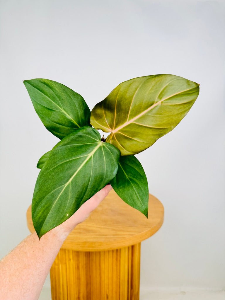 Philodendron Gloriosum X McColley's - Summer Glory | Uprooted