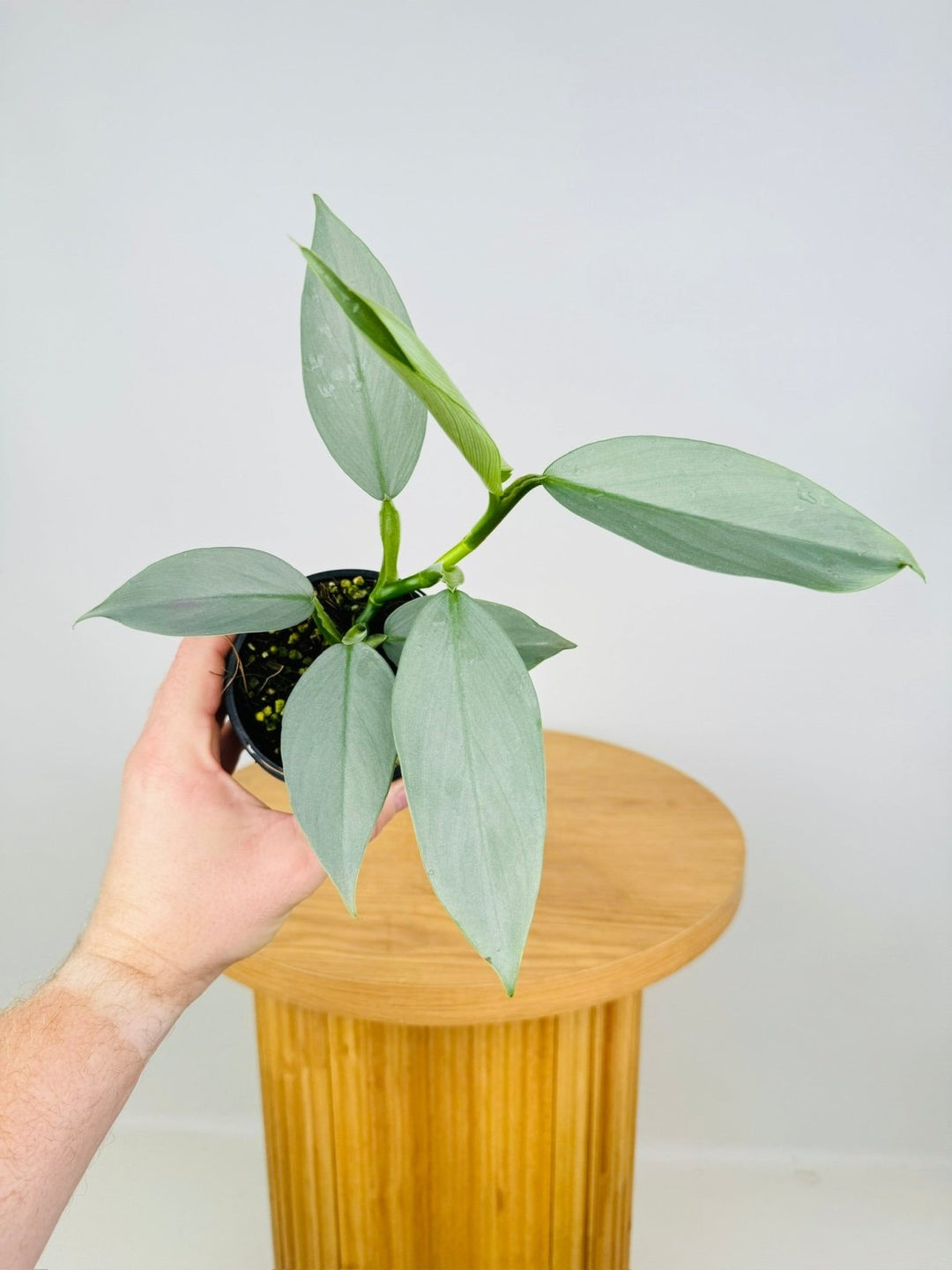 Philodendron Hastatum - Silver Sword | Uprooted