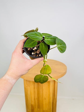 Uprooted | Buy Plants Online | Indoor Plants Delivered