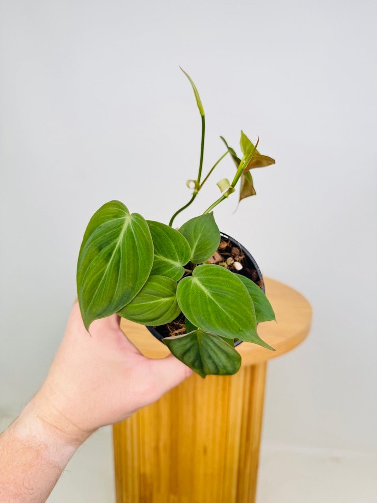 Philodendron Hederaceum - Micans | Uprooted