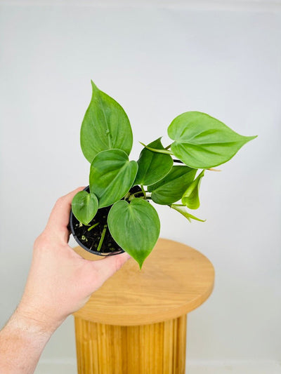 Philodendron Hederaceum Var. Oxycardium Heart Leaf | Uprooted