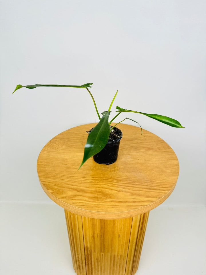 Philodendron Joepii | Uprooted