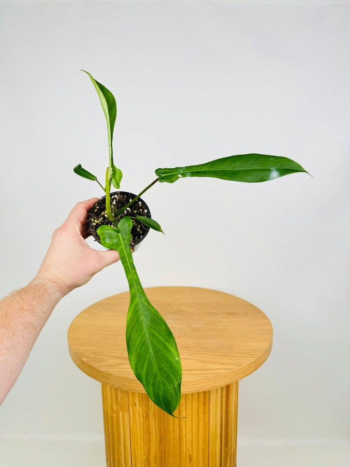 Philodendron Joepii | Uprooted