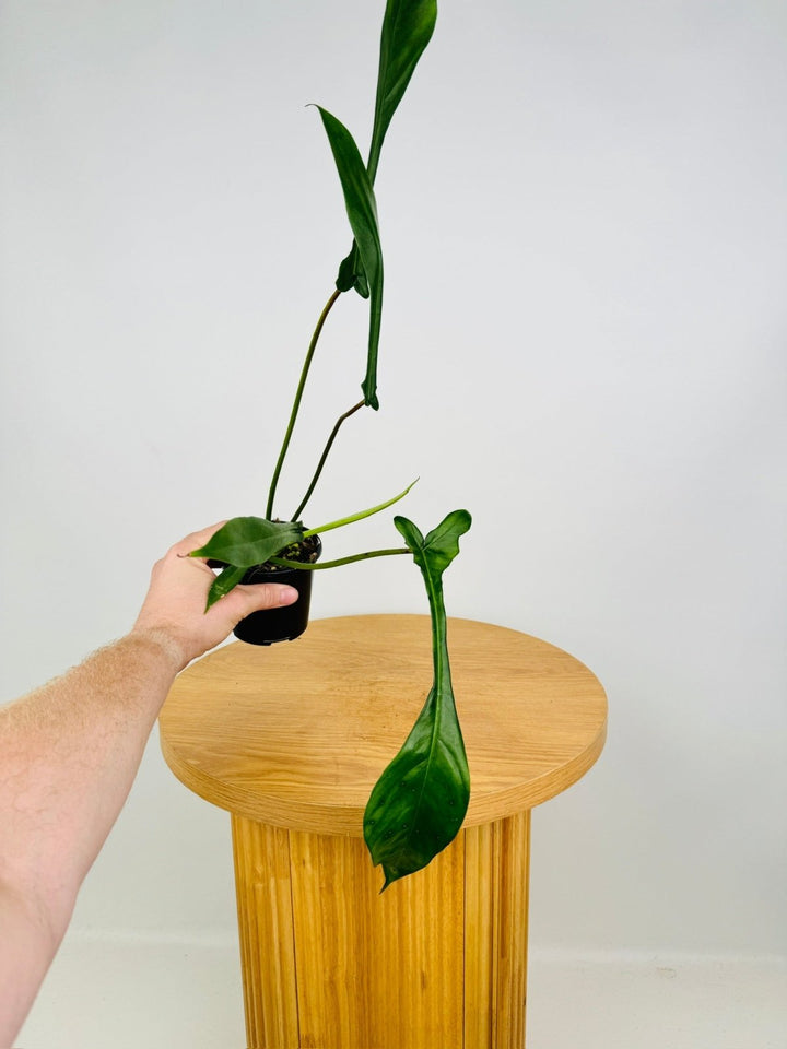 Philodendron Joepii | Uprooted