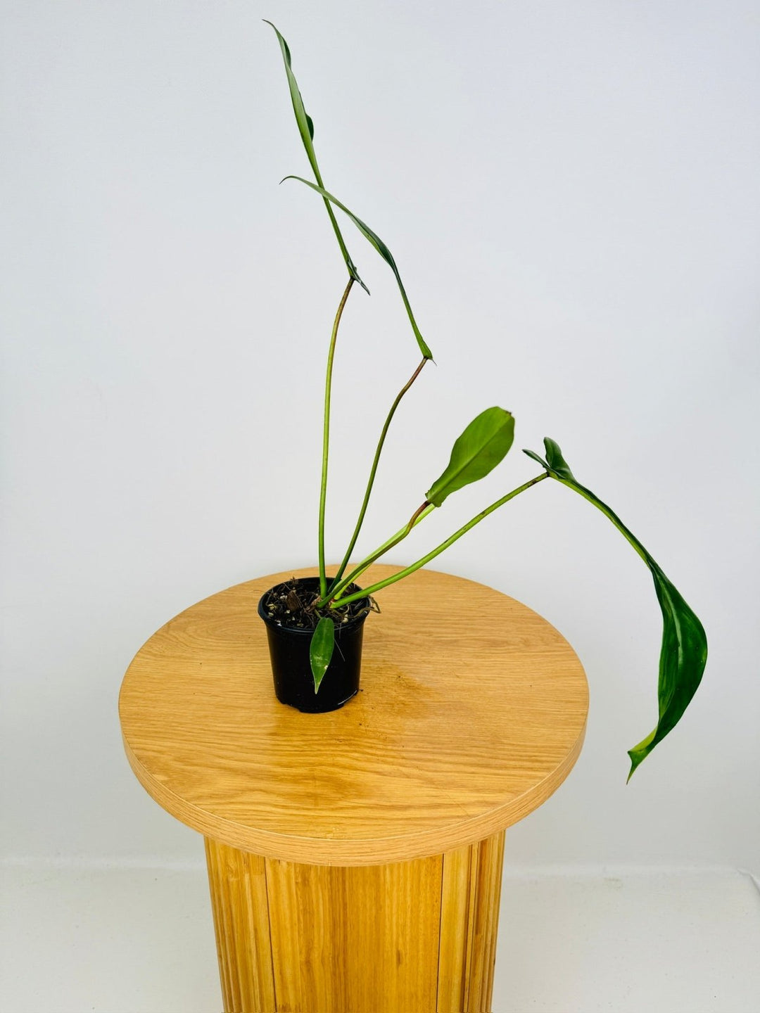 Philodendron Joepii | Uprooted