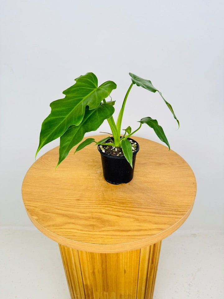 Philodendron Lacerum Fingerling | Uprooted