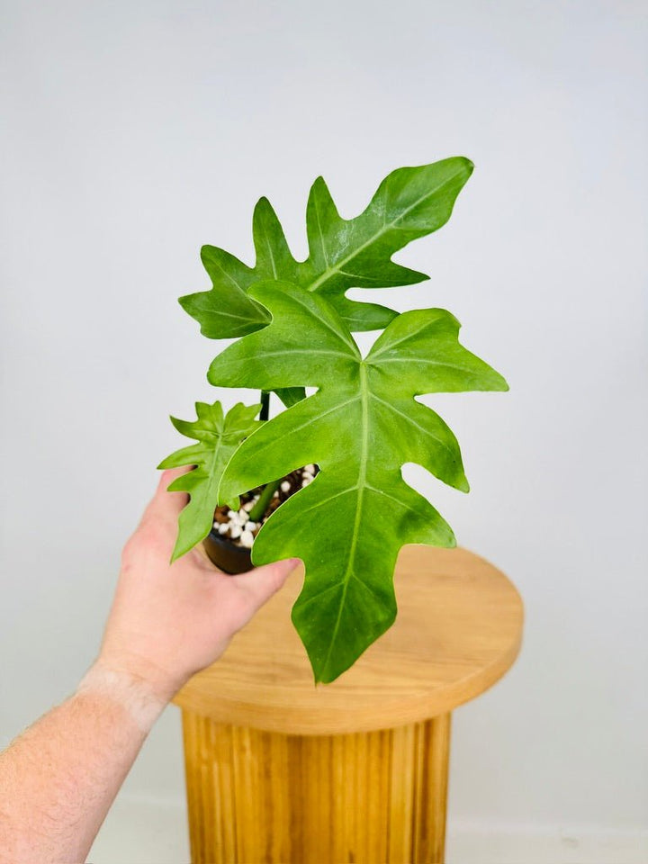 Philodendron Lacerum Fingerling | Uprooted