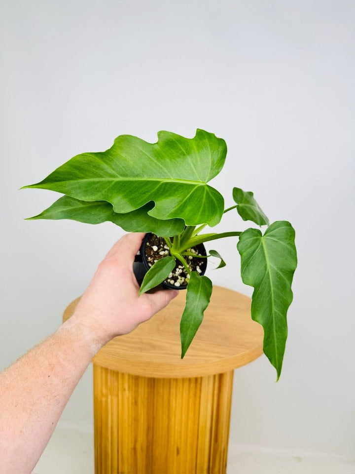 Philodendron Lacerum Fingerling | Uprooted