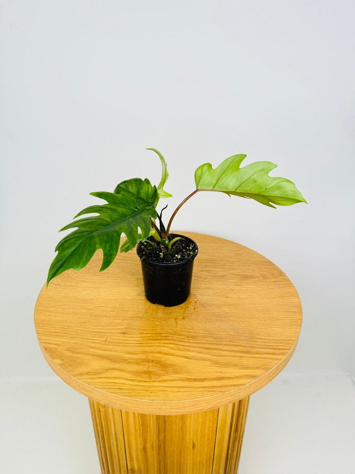 Philodendron Mayoi Tahiti | Uprooted