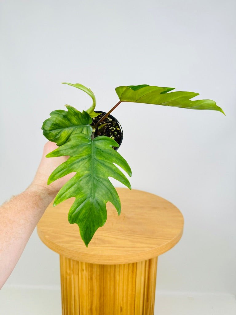 Philodendron Mayoi Tahiti | Uprooted