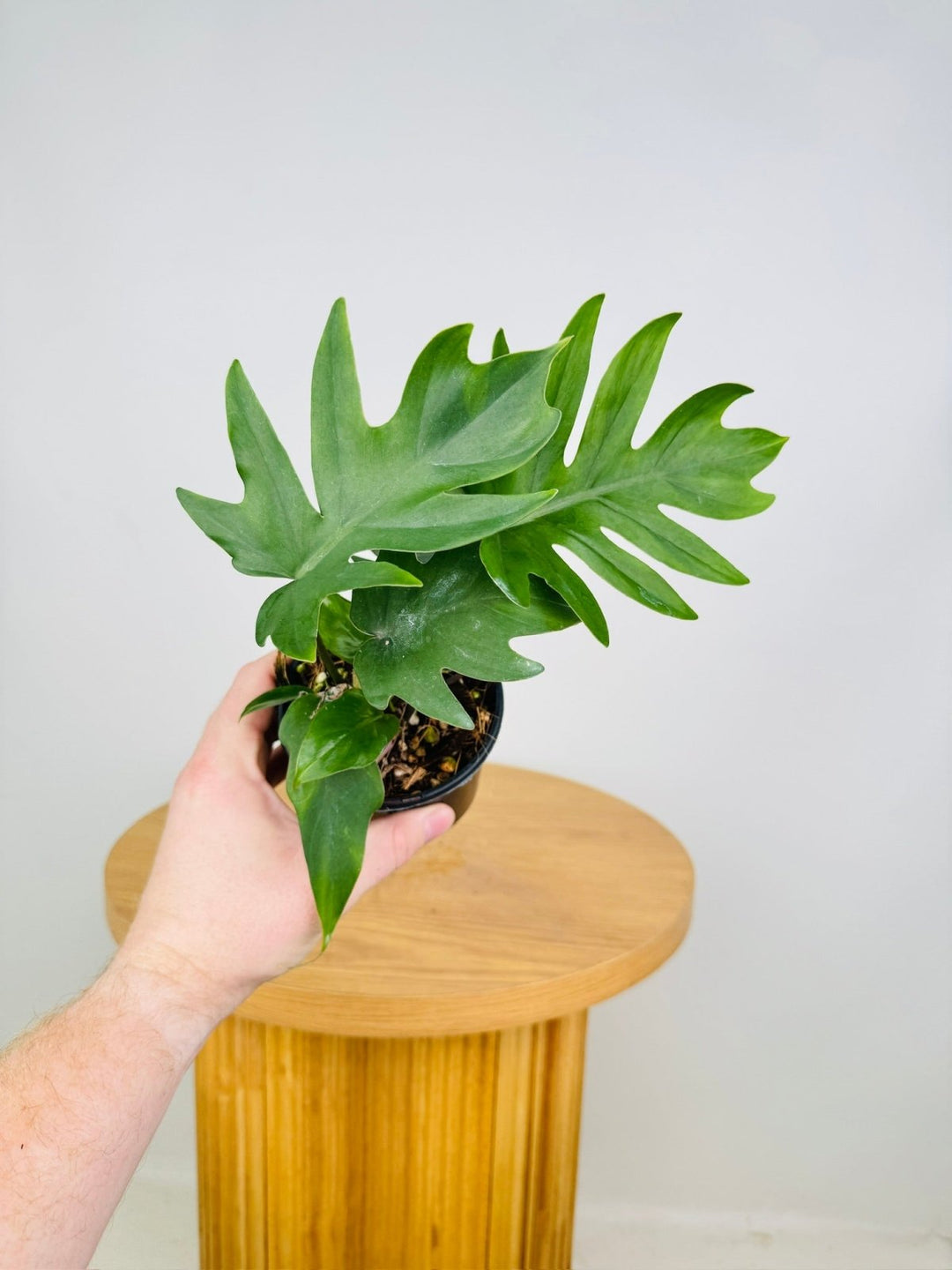 Philodendron Mayoi Tahiti | Uprooted