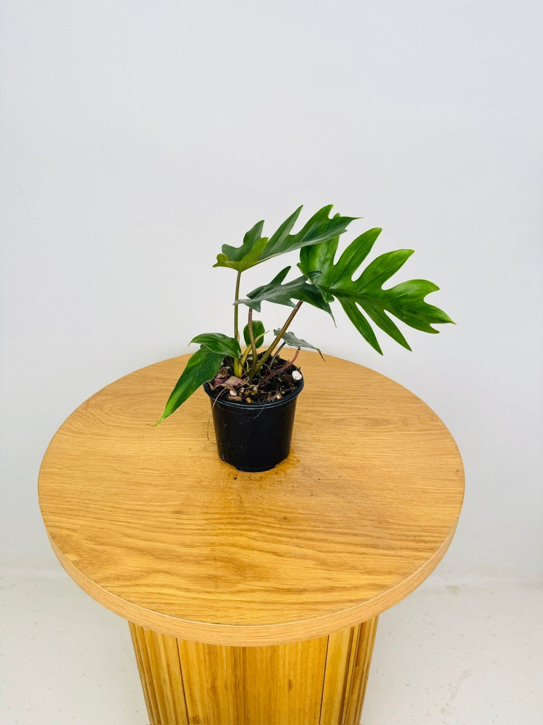 Philodendron Mayoi Tahiti | Uprooted