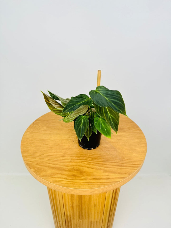 Philodendron Melanochrysum x Verrucosum - Splendid | Uprooted