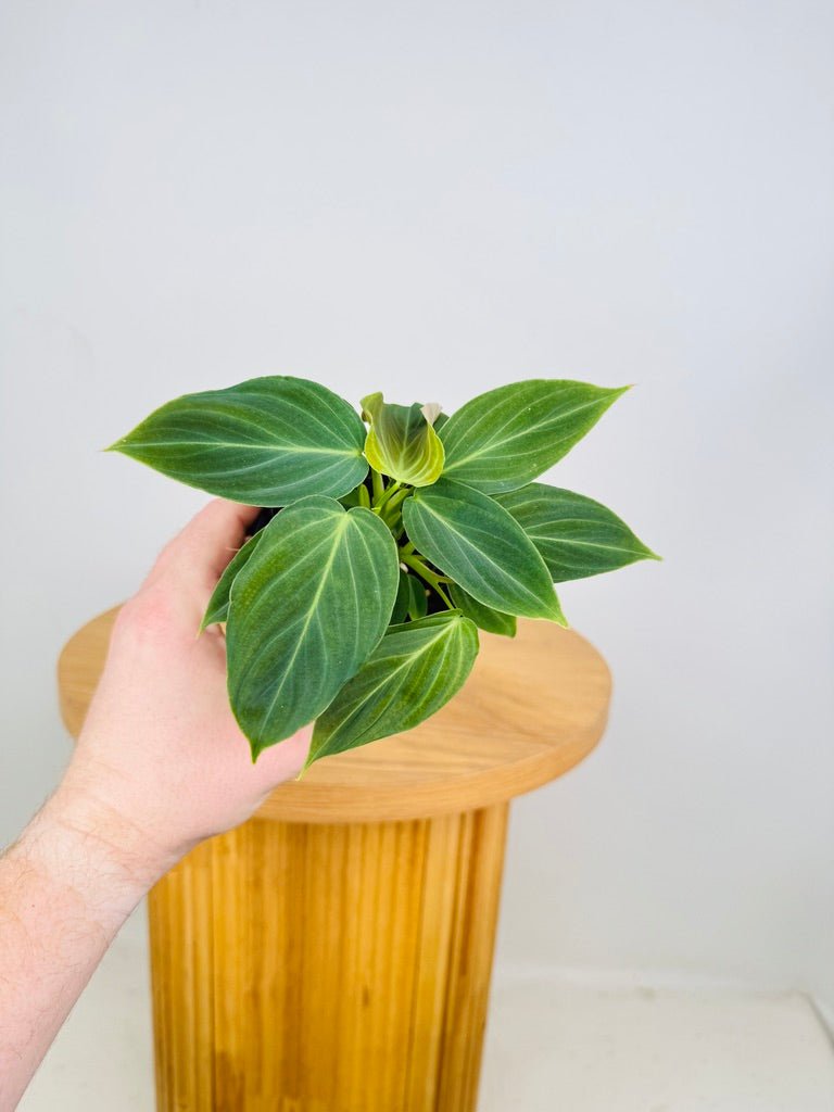 Philodendron Melanochrysum x Verrucosum - Splendid | Uprooted