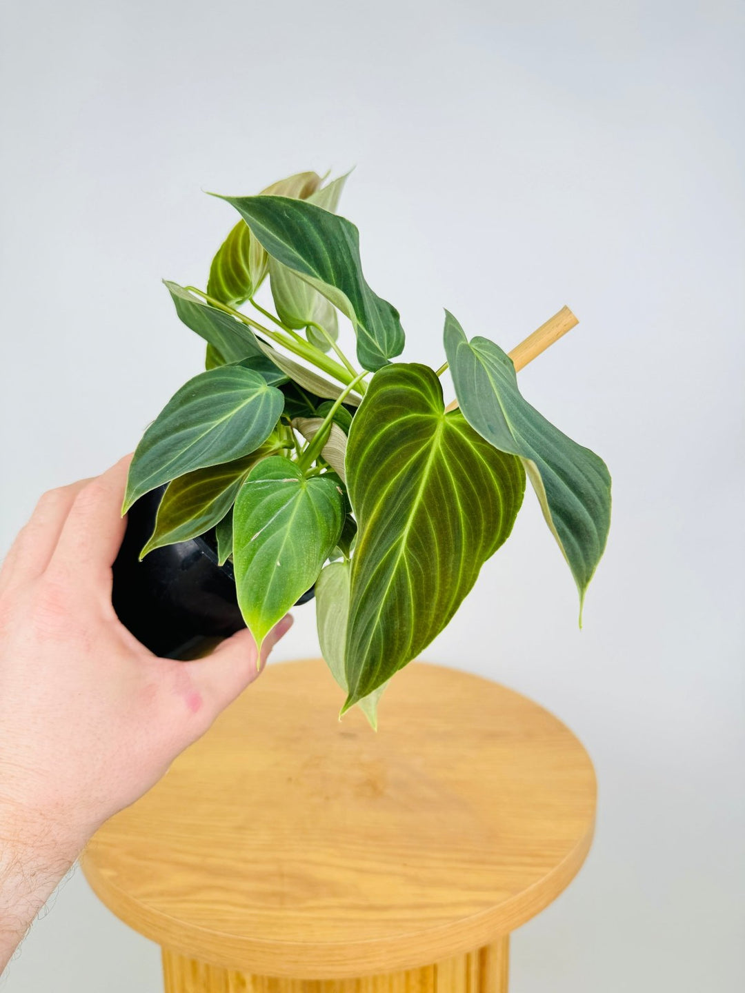 Philodendron Melanochrysum x Verrucosum - Splendid | Uprooted