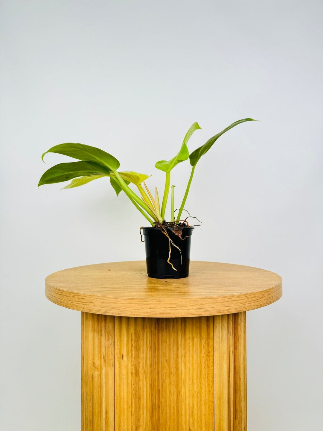 Philodendron Melinonii - Gold | Uprooted