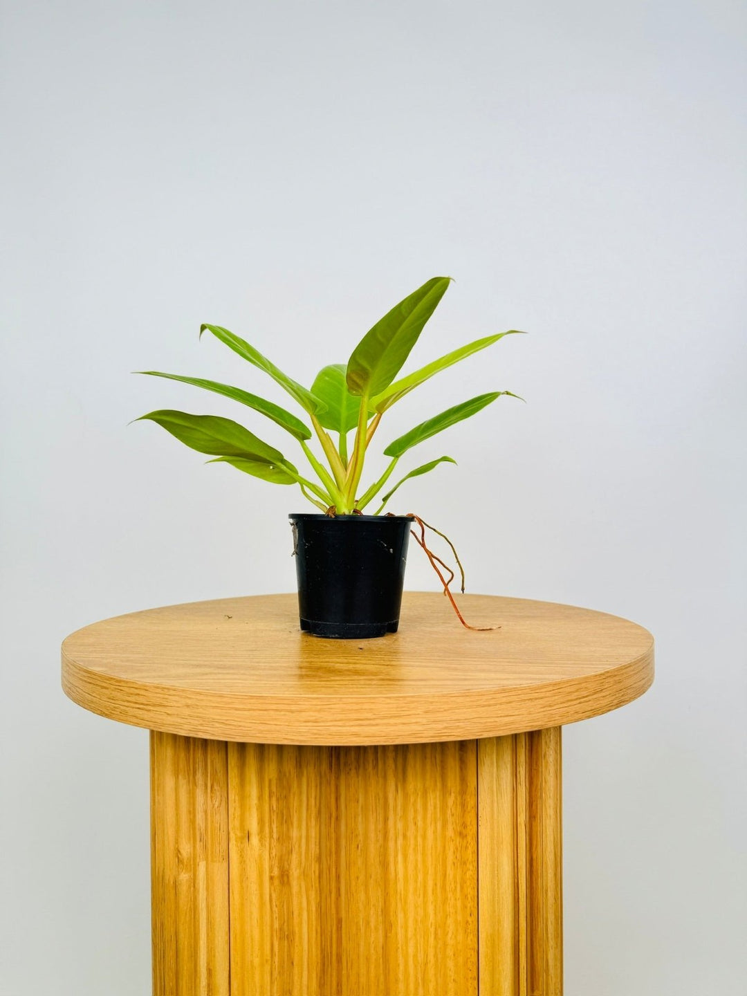 Philodendron Melinonii - Gold | Uprooted