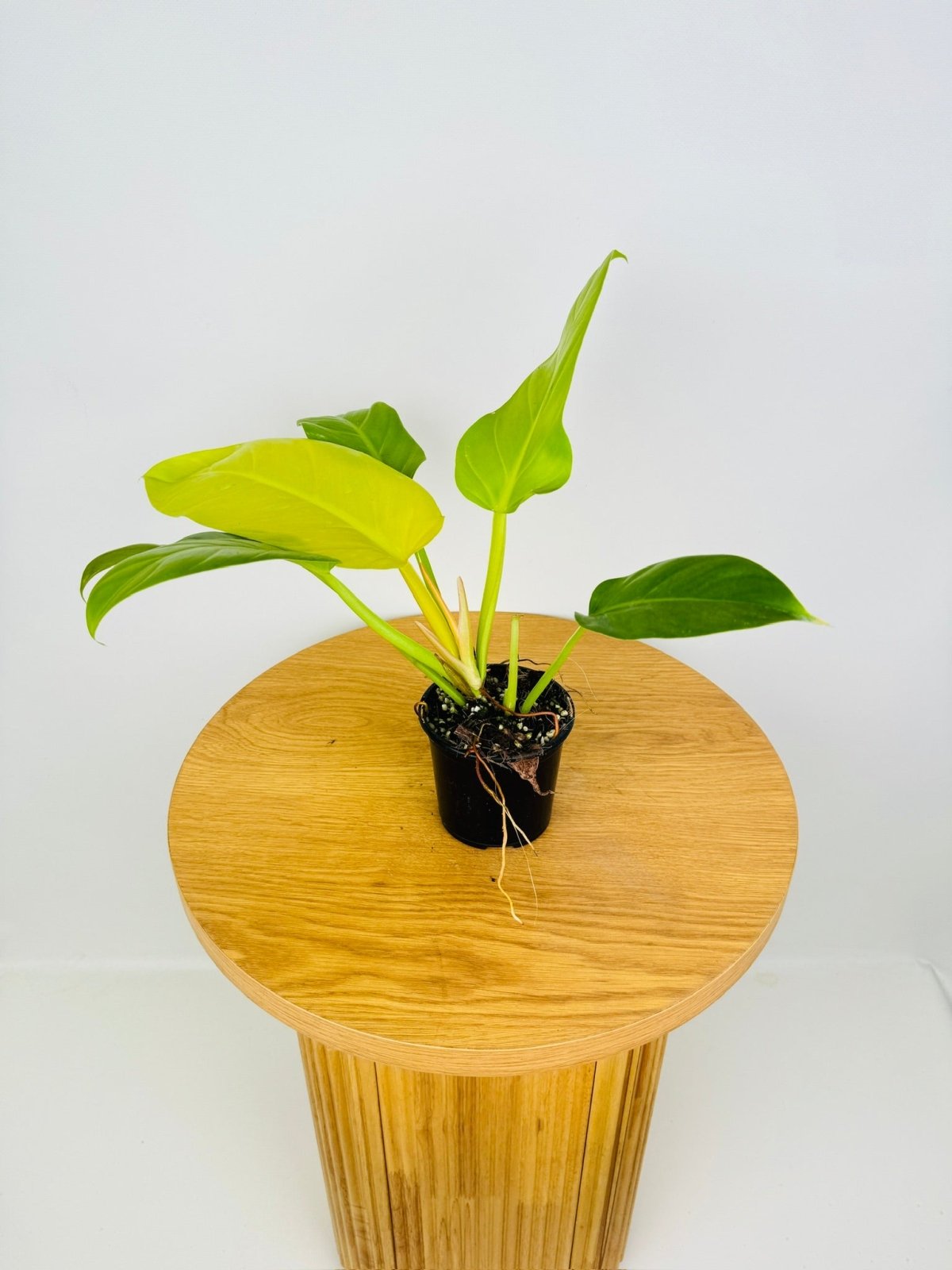 Very Rare Philodendron popular Golden Melinonii 4” nursery pot. Well Rooted and Healthy. Free shipping. Pictured Plant. GM7