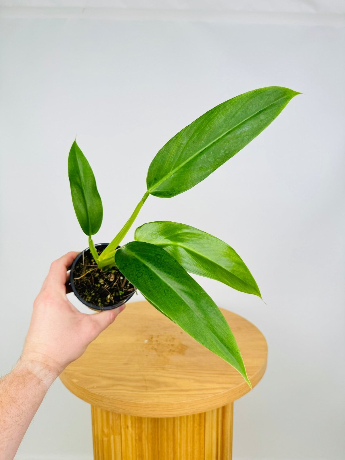 US outlets (FL) L - Philodendron Mexicanum (Actual Plant)