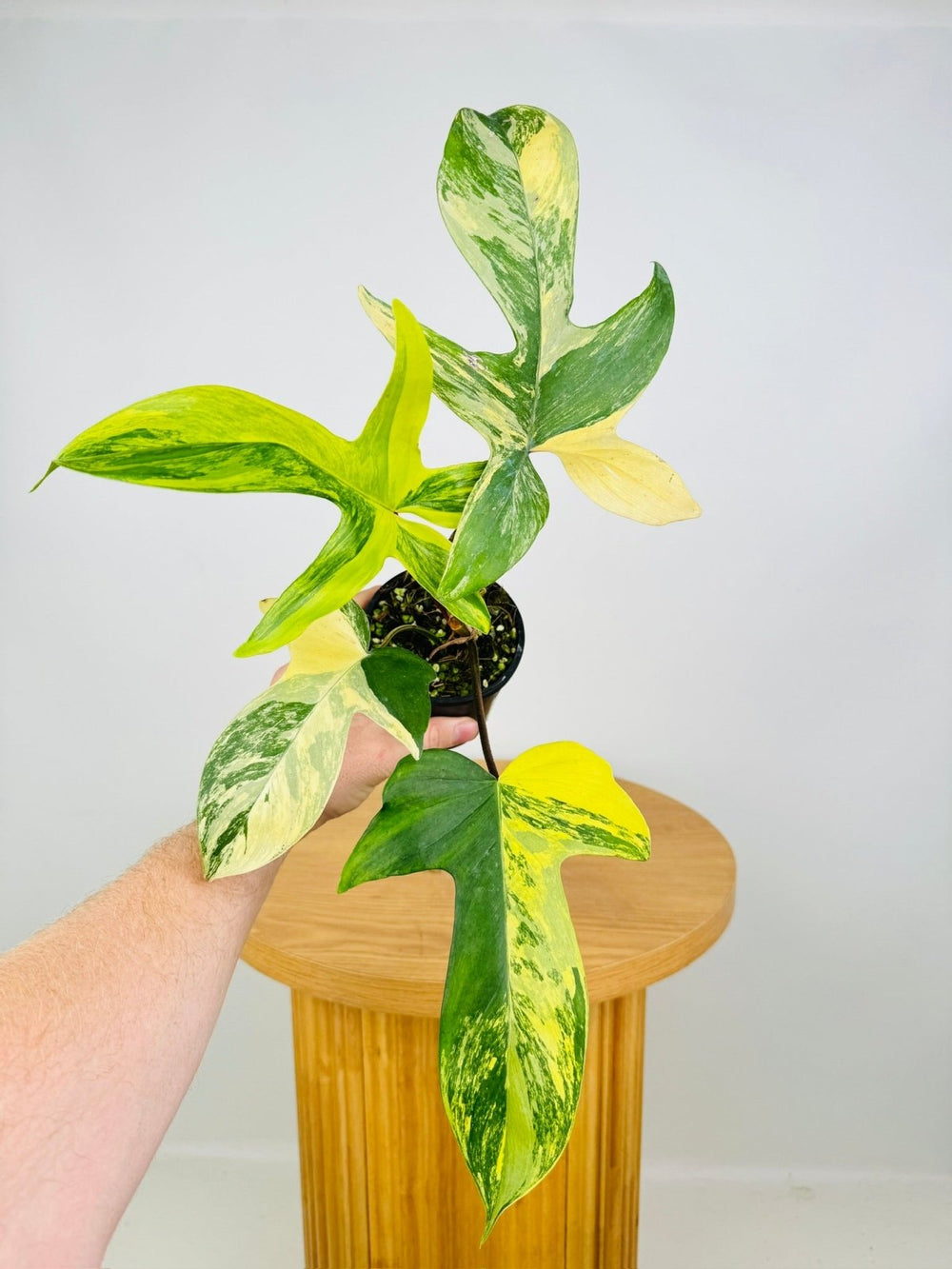 Philodendron Pedatum - Florida Beauty | Uprooted