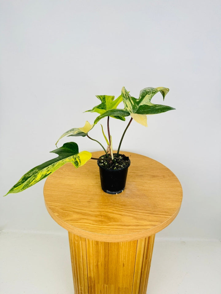 Philodendron Pedatum - Florida Beauty | Uprooted