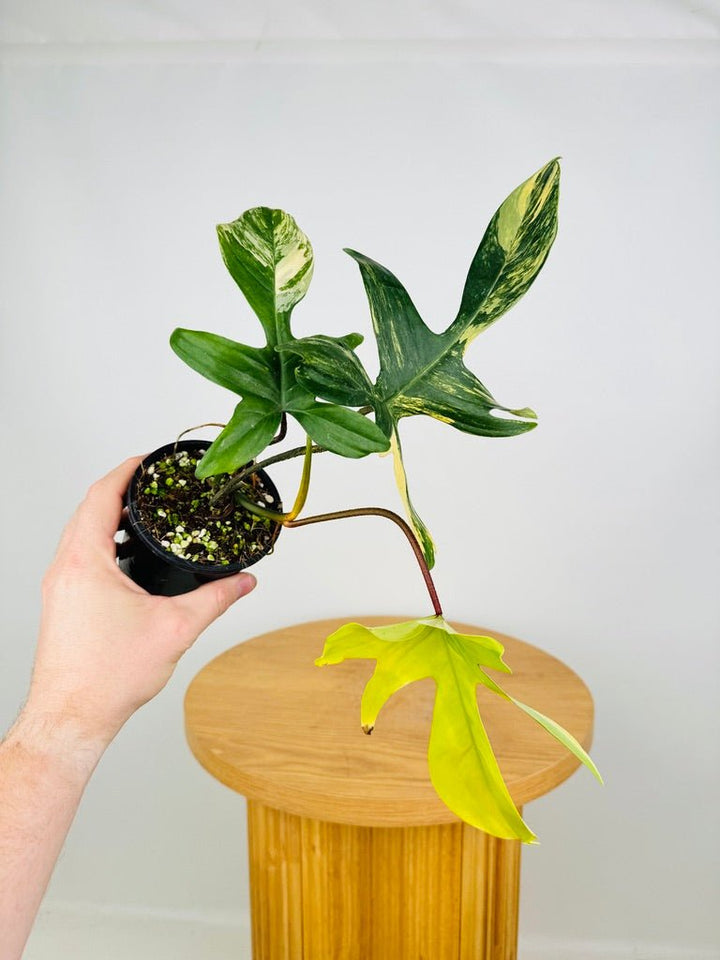 Philodendron Pedatum - Florida Beauty | Uprooted