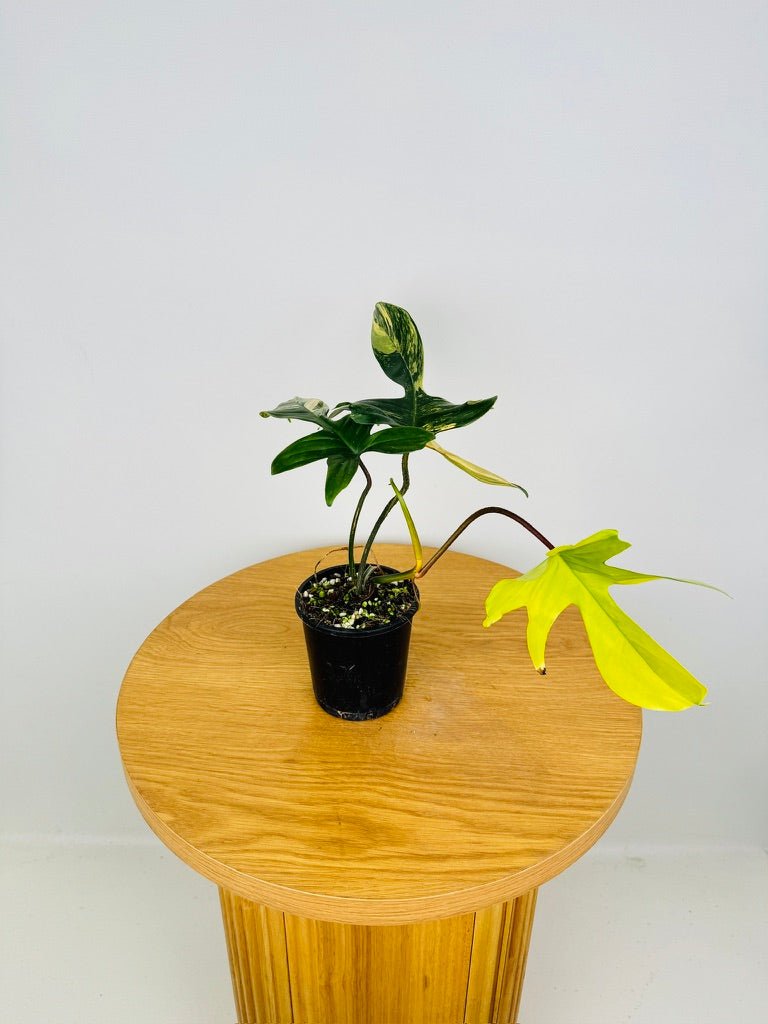 Philodendron Pedatum - Florida Beauty | Uprooted