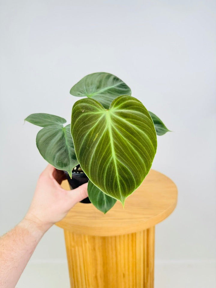 Philodendron Rubrijuvenile - El Choco Red | Uprooted